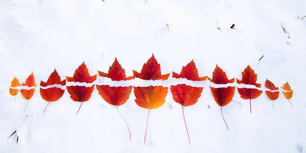 A row of eleven red leaves evenly torn in half down the middle